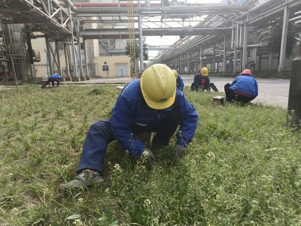 3月22日，行政保衛(wèi)部趙師傅等人在道路兩旁清除雜草。.jpg